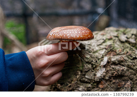 一個人的手正在檢查生長在木頭上、可以採摘的香菇的大小。 138799239