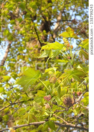 楓香花，2026年4月 138799243