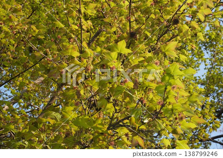 Sweetgum flowers, April 2026 138799246
