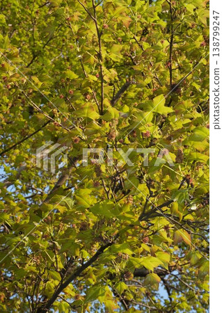Sweetgum flowers, April 2026 Sweetgum flowers, April 2026 138799247