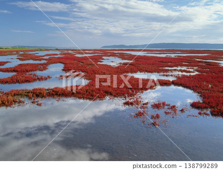 Autumn foliage of glasswort (Abashiri City, Hokkaido) 138799289