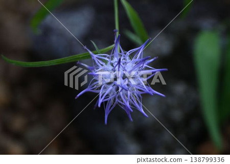 由藍紫色花朵組成的美麗球形花序，學名 Campanula punctata，在阿爾卑斯山脈高山的岩石斜坡上野生生長。 138799336