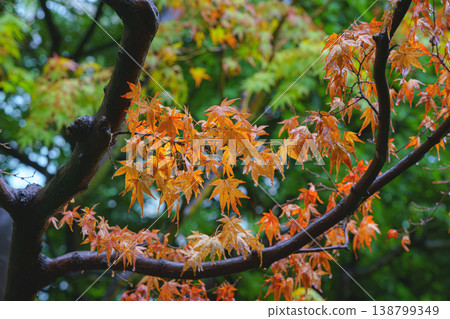 Osaka, Japan - Sep 22 2024, close-up view of a Japanese maple branch with reddened leaves, in the background there are still green foliage momiji season, momijigari, Osaka, Japan 138799349