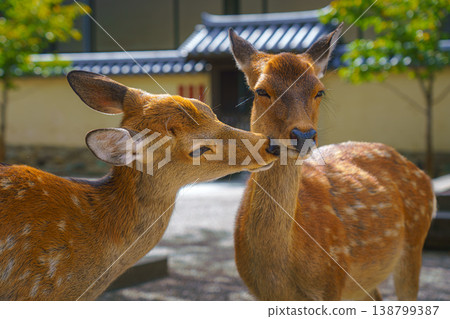Nara, Japan - Sep 26 2024, Close-up view of faces of two wild forest deer, one deer licking another, in Nara Park, without people, at daytime, Nara, Japan Nara, Japan - Sep 26 2024, Close-up view of faces of two wild forest deer, one deer licking another, in Nara Park, without people, at daytime, Nara, Japan 138799387