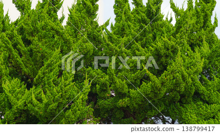 Sakata, Yamagata, Japan - Oct 5 2024, close up view of Chinese juniper foliage, at daytime, Sakata, Japan Sakata, Yamagata, Japan - Oct 5 2024, close up view of Chinese juniper foliage, at daytime, Sakata, Japan 138799417