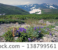 風鈴草和蝦夷花栗鼠（北海道大雪山） 138799561