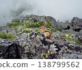 一叢小葉杜鵑和一隻北海道花栗鼠（北海道鹿尾町） 138799562
