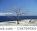 樹上的虎頭海鵰（北海道知床縣） 138799564