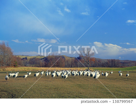 A flock of red-crowned cranes lined up (Tsurui Village, Hokkaido) A flock of red-crowned cranes lined up (Tsurui Village, Hokkaido) 138799567