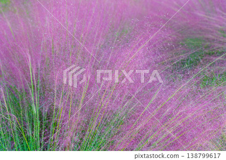 Tokyo, Japan - Oct 13 2024, close-up view of Muhlenbergia grass plant with pink and purple flowers, nature, without people, Tokyo, Japan Tokyo, Japan - Oct 13 2024, close-up view of Muhlenbergia grass plant with pink and purple flowers, nature, without people, Tokyo, Japan 138799617