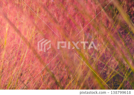 Tokyo, Japan - Oct 13 2024, close-up view of Muhlenbergia grass plant with pink and purple flowers, through which sunlight passes, nature, without people, Tokyo, Japan Tokyo, Japan - Oct 13 2024, close-up view of Muhlenbergia grass plant with pink and purple flowers, through which sunlight passes, nature, without people, Tokyo, Japan 138799618