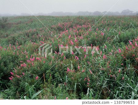 繡線菊（Spiraea salicifolia）群落（北海道釧路市） 138799653