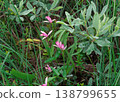 Pogonia japonica（北海道鶴居村） 138799655