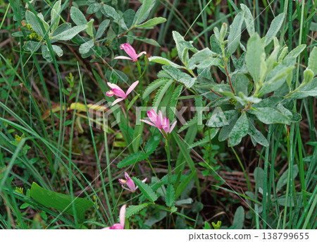 Pogonia japonica（北海道鶴居村） 138799655