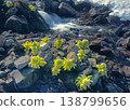 山澗溪水與款冬嫩芽（北海道鹿尾町） 138799656