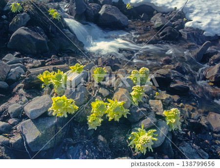 山澗溪水與款冬嫩芽（北海道鹿尾町） 138799656