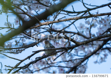 A nightingale perched on a cherry tree 138799671