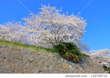 Hinode Castle Ruins in Spring (Hide Town, Oita Prefecture) Hinode Castle Ruins in Spring (Hide Town, Oita Prefecture) 138799710