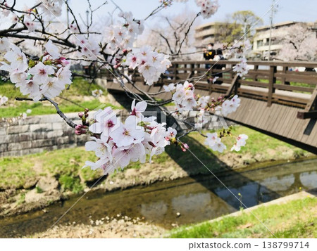 A scene of cherry blossoms in full bloom and a bridge over a river. A scene of cherry blossoms in full bloom and a bridge over a river. 138799714