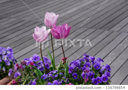 江南花卉公園鬱金香盛開,微風習習。 江南花卉公園鬱金香盛開,微風習習。 138799854