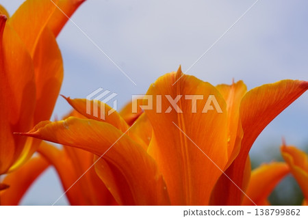 Tulips in full bloom at Gangnam Flower Park and a refreshing breeze. Tulips in full bloom at Gangnam Flower Park and a refreshing breeze. 138799862