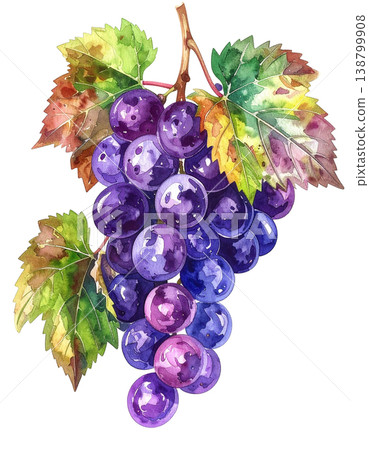 清新水彩風格的葡萄插畫 138799908