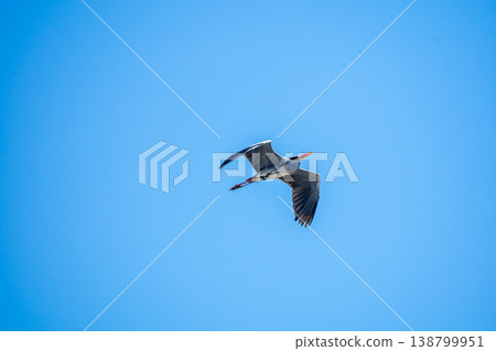Heron flying in the blue sky background Heron flying in the blue sky background 138799951