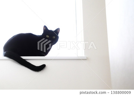 A black cat sitting by the window in a white space (minimalist, pet, with ample white space) A black cat sitting by the window in a white space (minimalist, pet, with ample white space) 138800009