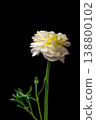 Ranunculus in full bloom 138800102