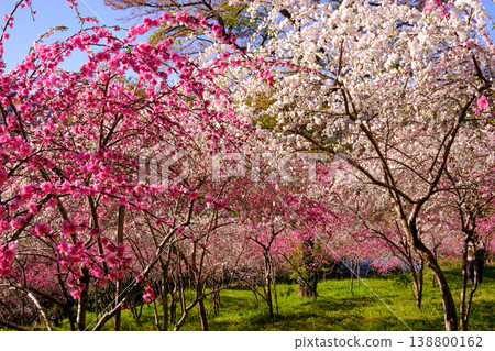 Peach blossom field 1 138800162