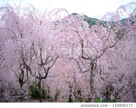 Buddhist cherry trees of the temple Buddhist cherry trees of the temple 138800172