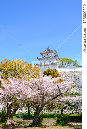 櫻花盛開的兵庫縣明石市明石城 櫻花盛開的兵庫縣明石市明石城 138800290