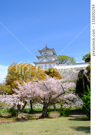 櫻花盛開的兵庫縣明石市明石城 櫻花盛開的兵庫縣明石市明石城 138800294