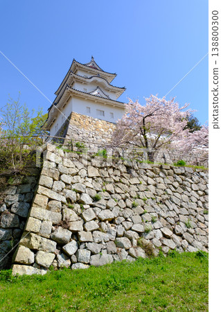 Akashi Castle, Akashi City, Hyogo Prefecture, where the cherry blossoms are in full bloom 138800300