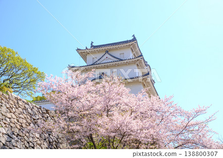櫻花盛開的兵庫縣明石市明石城 櫻花盛開的兵庫縣明石市明石城 138800307