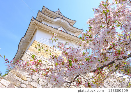 Akashi Castle, Akashi City, Hyogo Prefecture, where the cherry blossoms are in full bloom Akashi Castle, Akashi City, Hyogo Prefecture, where the cherry blossoms are in full bloom 138800309