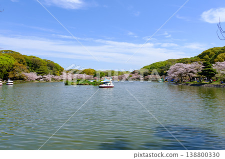 兵庫縣明石城公園池塘的櫻花盛開 138800330
