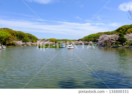 兵庫縣明石城公園池塘的櫻花盛開 兵庫縣明石城公園池塘的櫻花盛開 138800331
