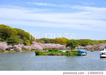 兵庫縣明石城公園池塘的櫻花盛開 兵庫縣明石城公園池塘的櫻花盛開 138800332