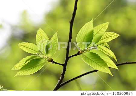 栗樹（Castanea japonica）的嫩葉，栗樹是山毛櫸科植物。 138800954