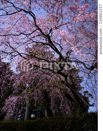 佛教櫻桃樹的寺廟 138801257