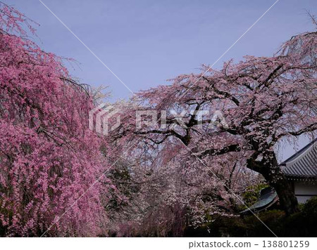 佛教櫻桃樹的寺廟 佛教櫻桃樹的寺廟 138801259