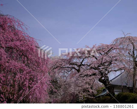 Buddhist cherry trees of the temple 138801261