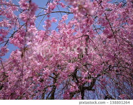 Buddhist cherry trees of the temple Buddhist cherry trees of the temple 138801264