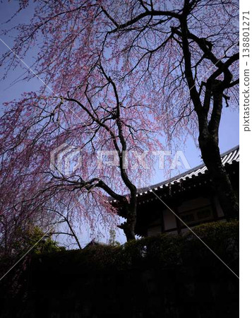 Buddhist cherry trees of the temple 138801271