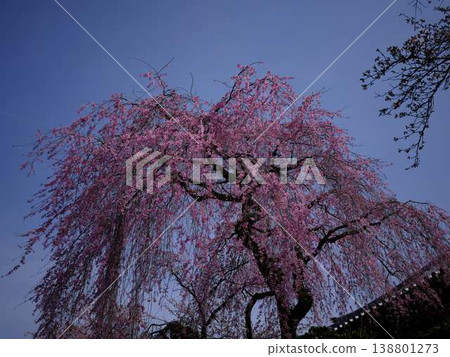Buddhist cherry trees of the temple 138801273