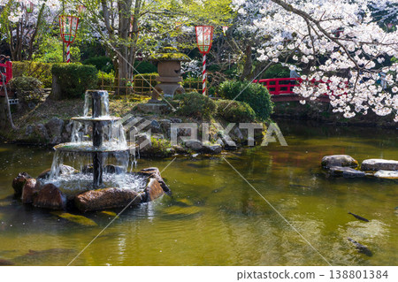 The fountain and pond with floating petals at Utsubuki Park, a famous cherry blossom viewing spot, and the scenery of cherry blossoms in full bloom. The fountain and pond with floating petals at Utsubuki Park, a famous cherry blossom viewing spot, and the scenery of cherry blossoms in full bloom. 138801384