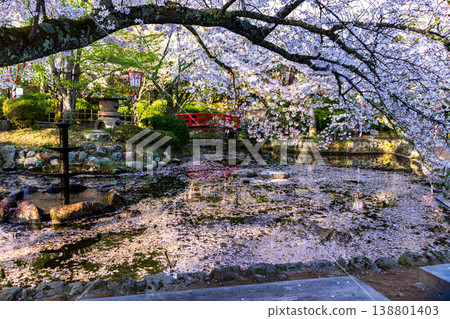 宇津吹公園是著名的賞櫻勝地，園內有噴泉和漂浮著花瓣的池塘，以及盛開的櫻花美景。 138801403