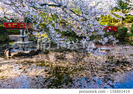 The fountain and pond with floating petals at Utsubuki Park, a famous cherry blossom viewing spot, and the scenery of cherry blossoms in full bloom. The fountain and pond with floating petals at Utsubuki Park, a famous cherry blossom viewing spot, and the scenery of cherry blossoms in full bloom. 138801419