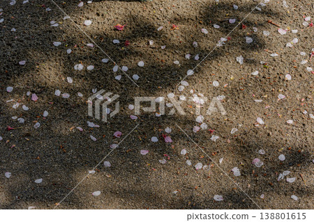 Cherry blossom petals that have fallen onto the ground Cherry blossom petals that have fallen onto the ground 138801615
